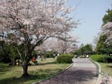 神戸公園桜の写真