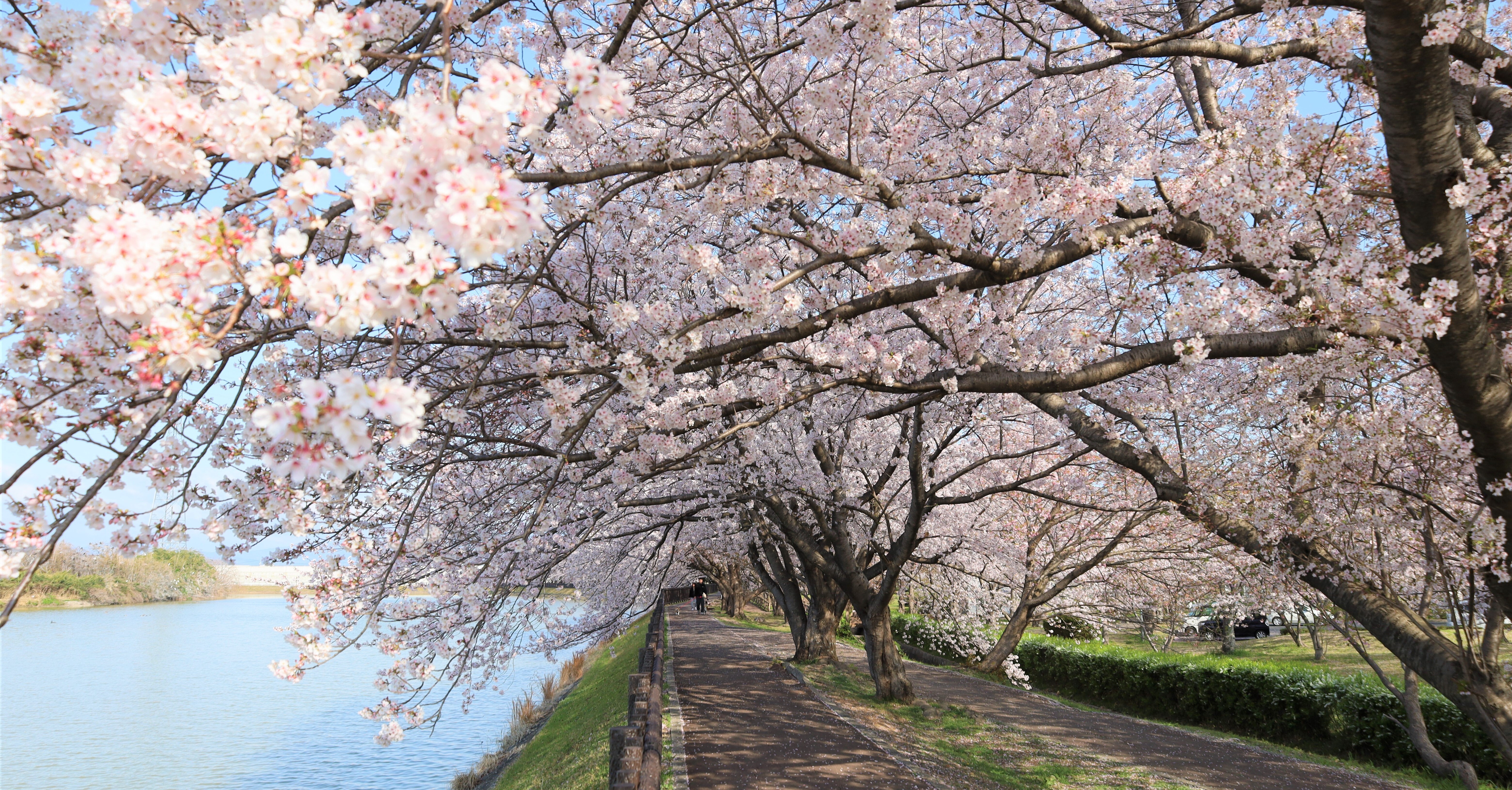 石垣池の桜