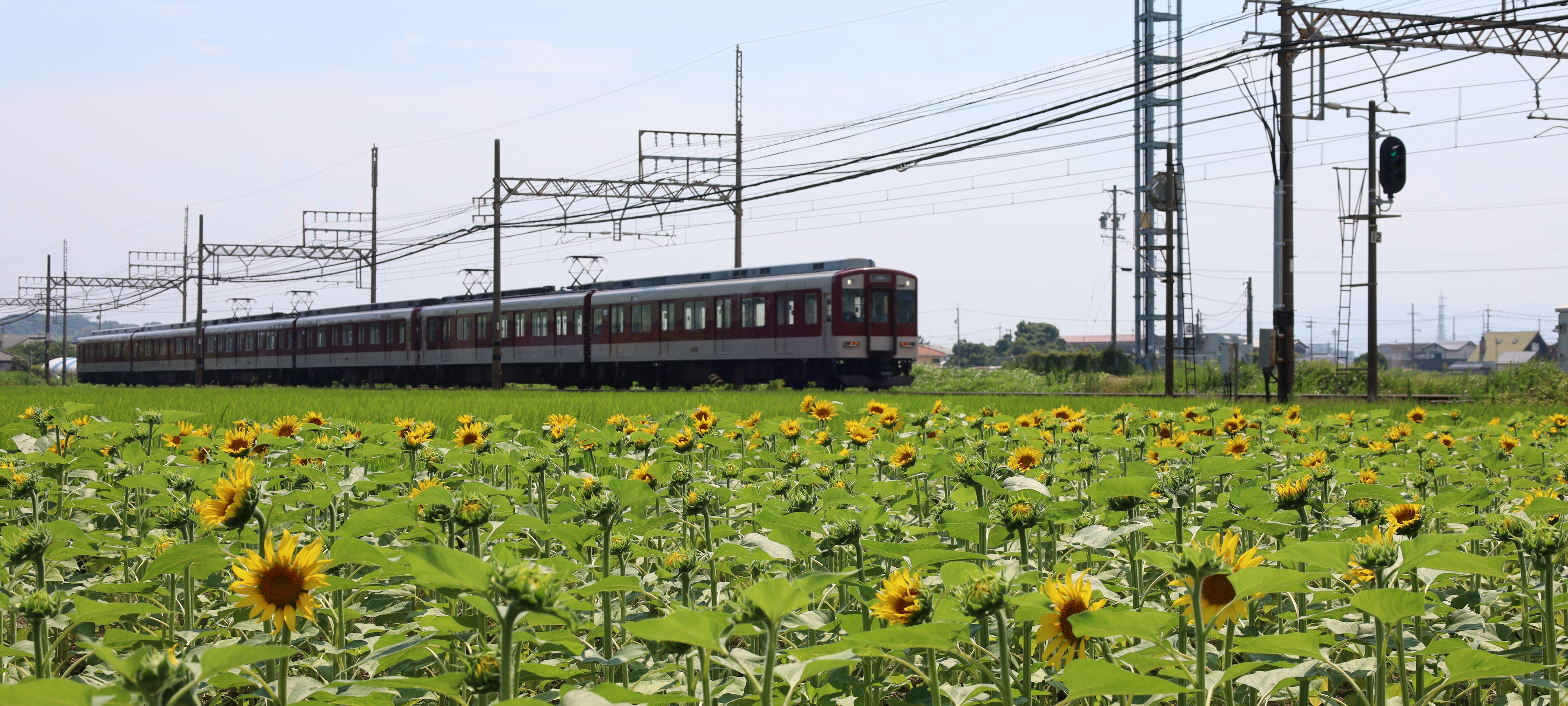 若松のひまわりと電車の画像