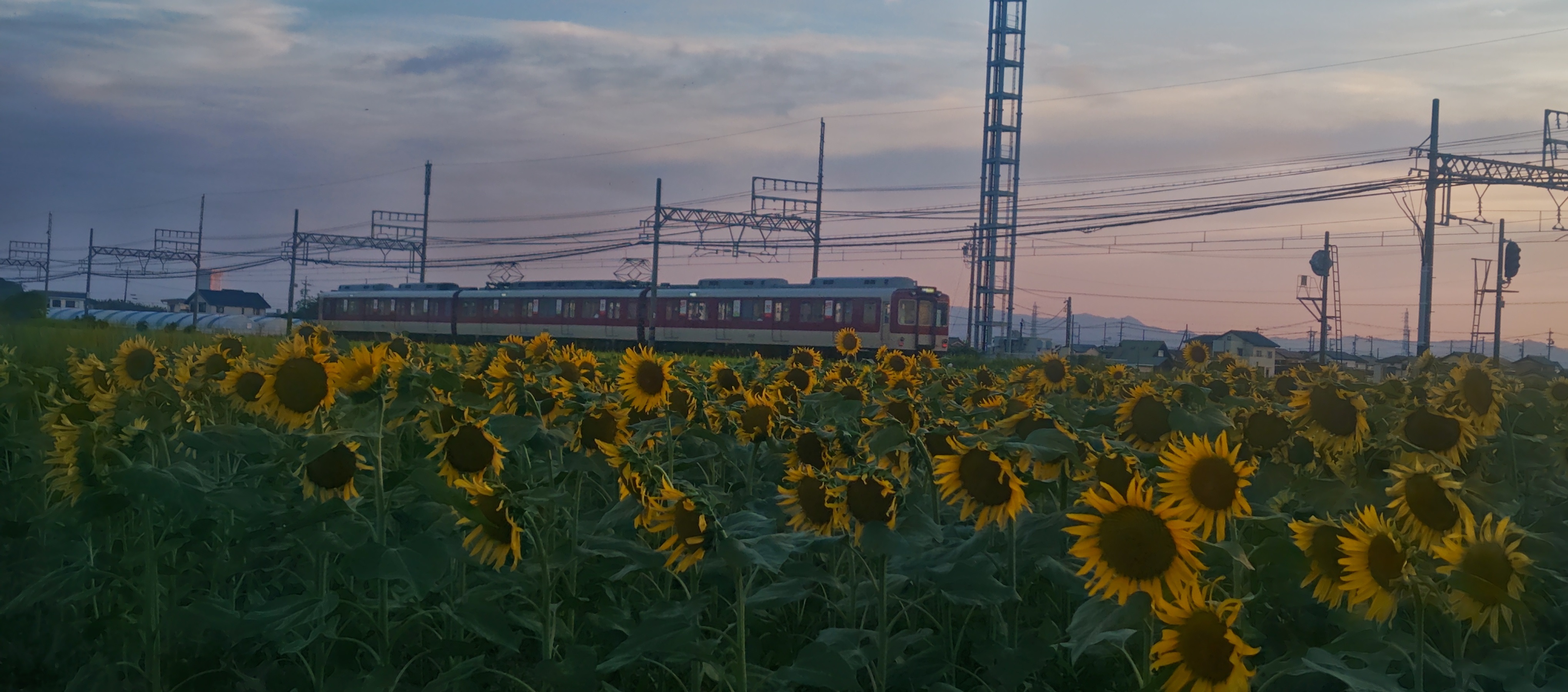 若松のひまわりと電車の画像夕方