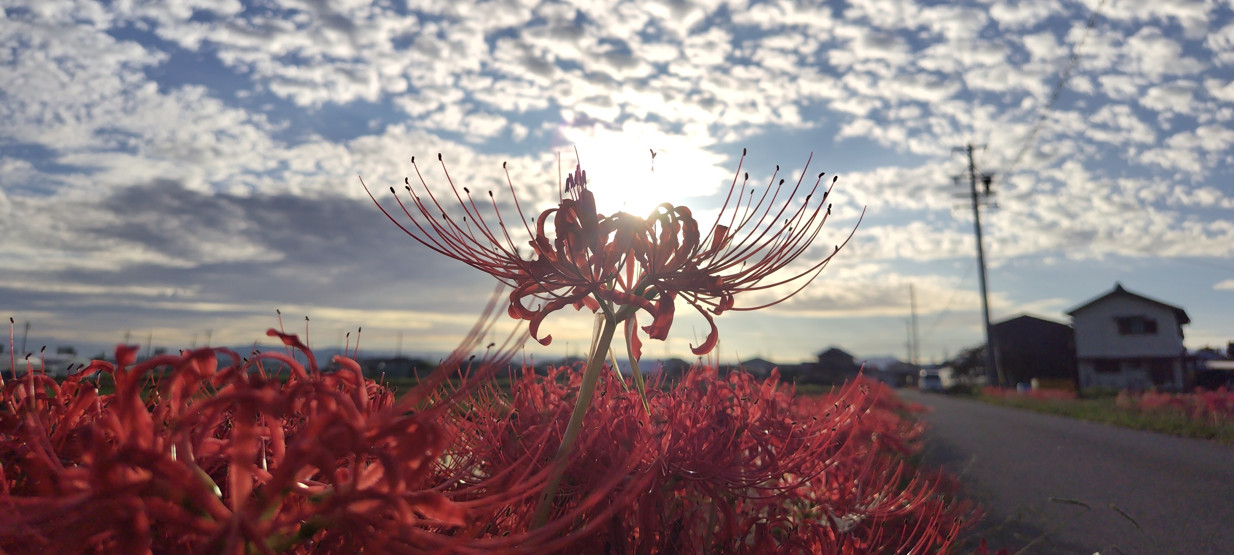 甲斐町の彼岸花の画像