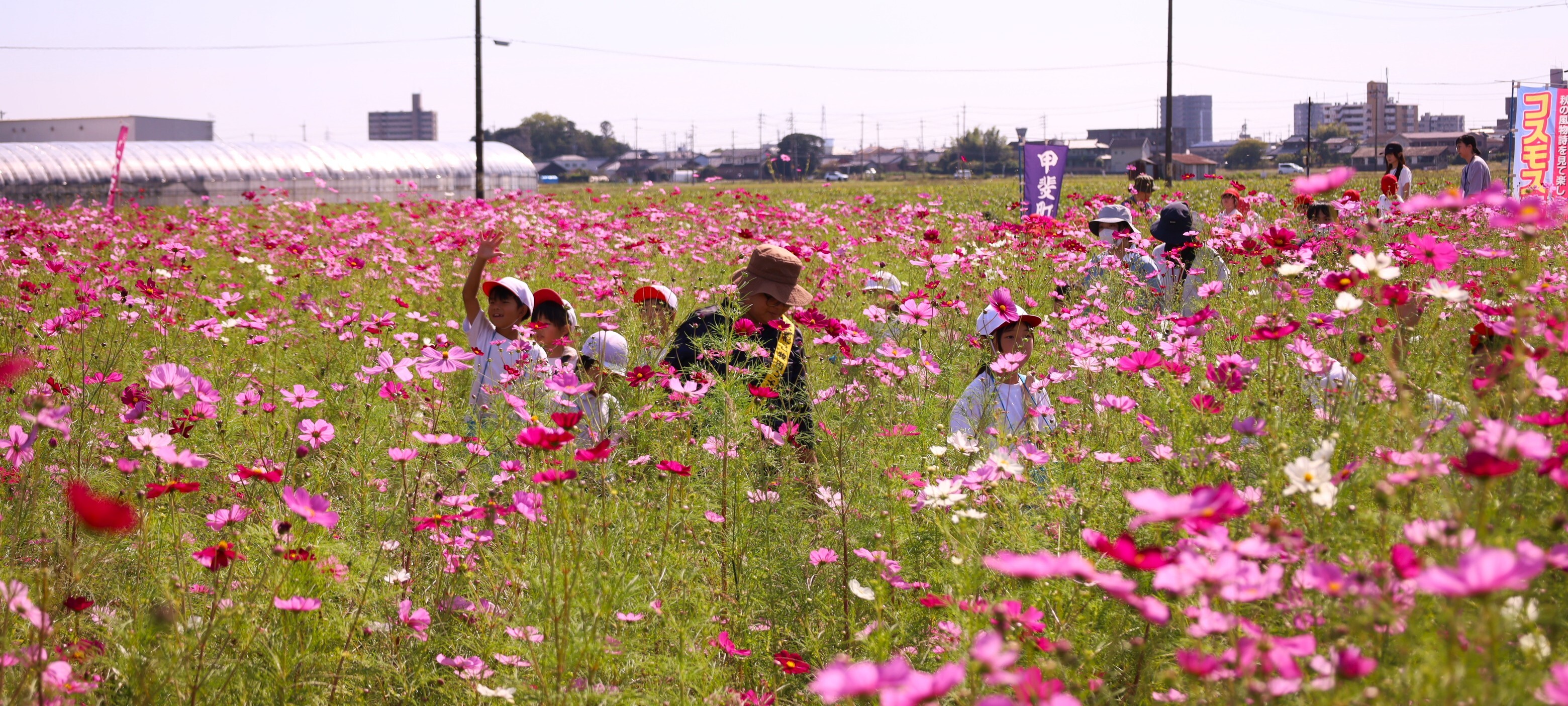 甲斐町のコスモス畑の画像