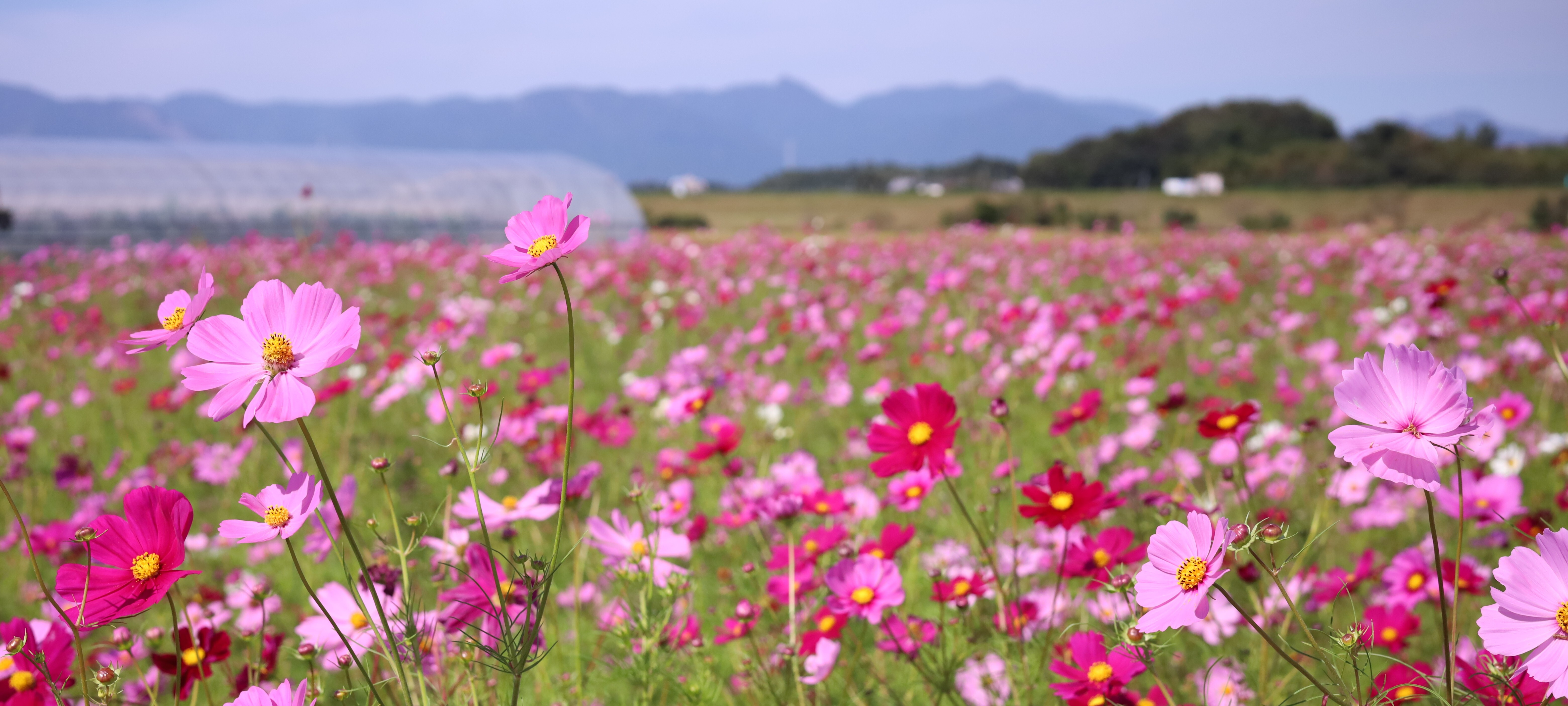 甲斐町のコスモス畑の画像