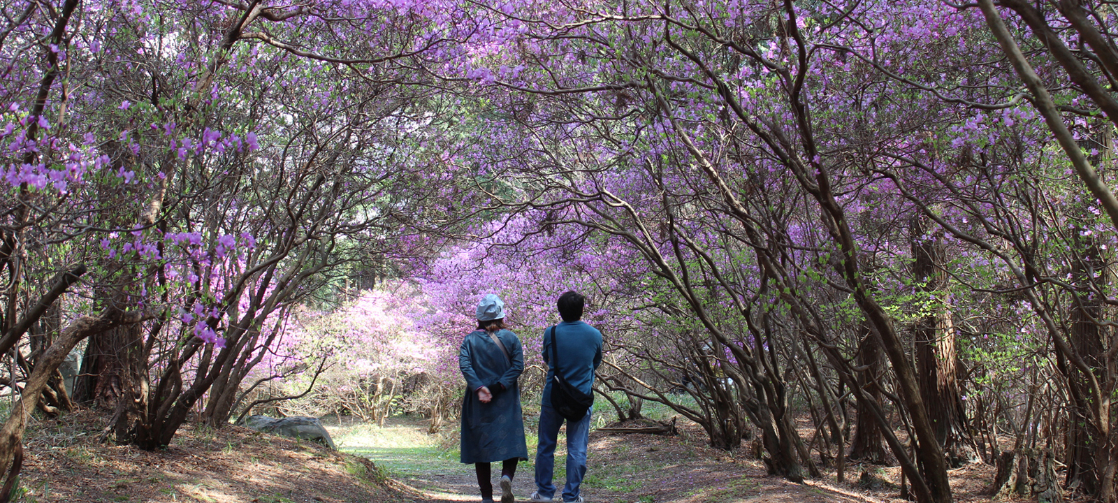 写真：花が咲く木の下を歩く男女