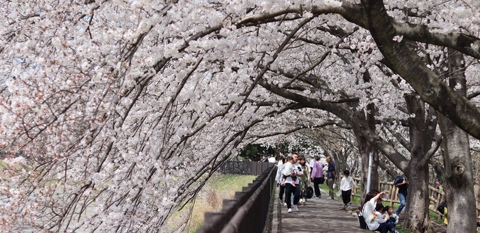 写真：石垣池の桜