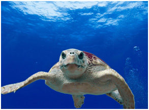 写真：海中のウミガメ