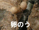 写真：セアカゴケグモ卵のう