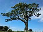 写真：景観重要樹木　長太の大楠