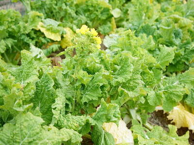 写真：野菜1