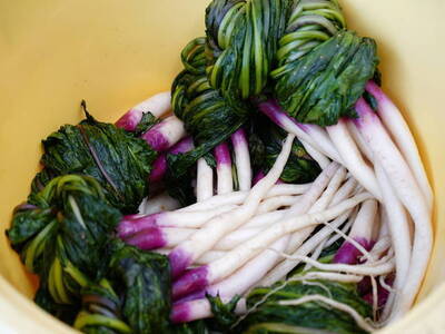 写真：日野菜