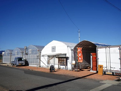 写真：トマトのハウス