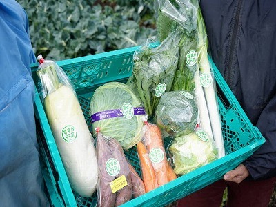 写真：収穫された野菜