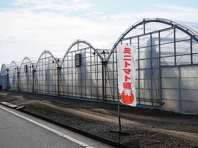 写真：ミニトマトのハウス