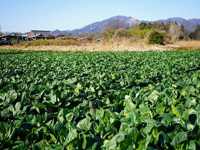 写真：ほうれん草畑