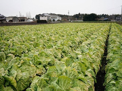 写真：白菜の圃場1