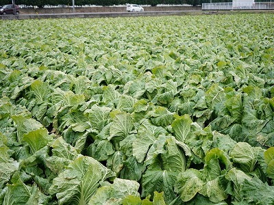 写真：白菜の圃場2