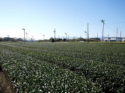 写真：茶畑