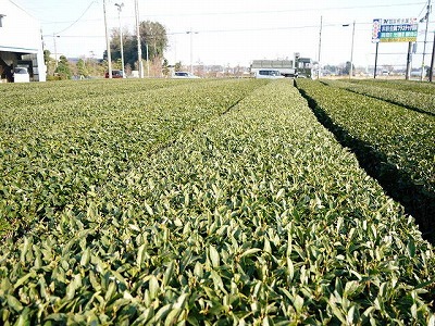 写真：茶畑1