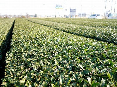 写真：茶畑2