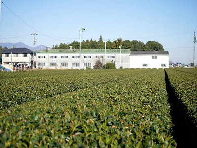 写真：茶畑