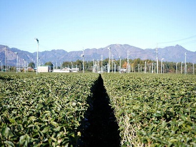 写真：茶畑1