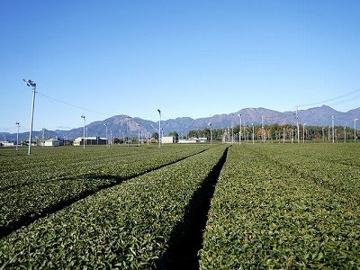 写真：茶畑2