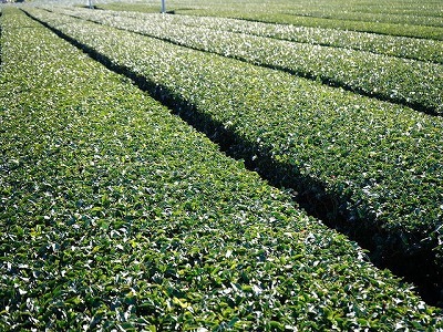写真：茶畑3