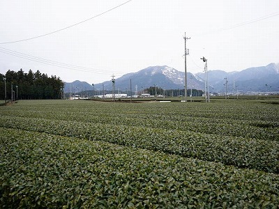 写真：茶畑1