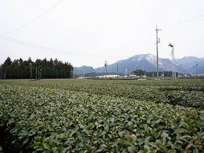 写真：茶畑2