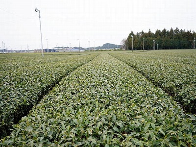 写真：茶畑3