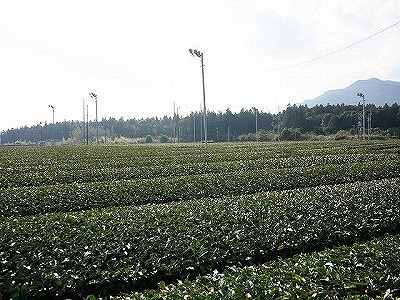 写真：茶畑