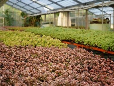 写真：多肉植物の生産