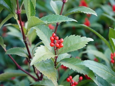 写真：植木1