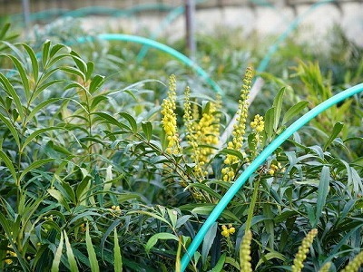 写真：植木2