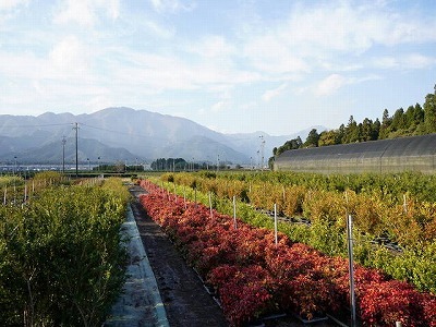 写真：植木3