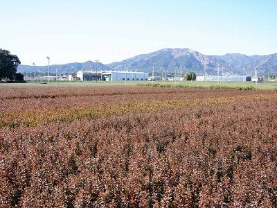 写真：植木1