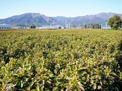 写真：植木3