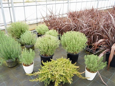 写真：植木1