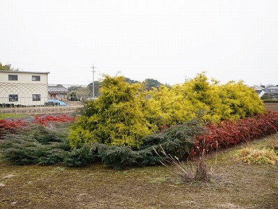 写真：植木2