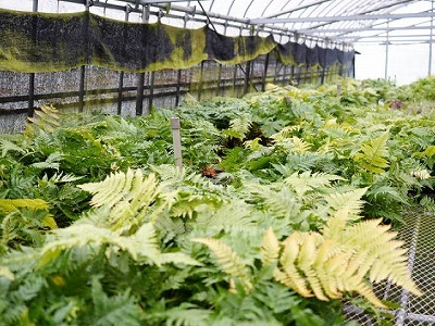 写真：植木3