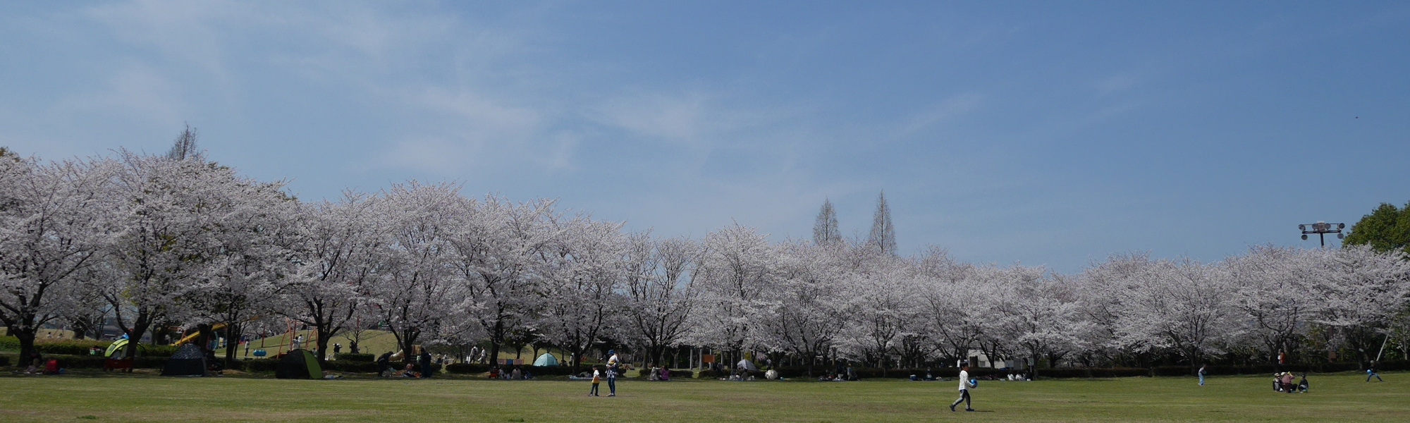 写真：春のフラワーパーク