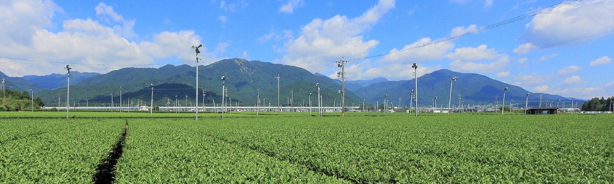 写真：茶畑