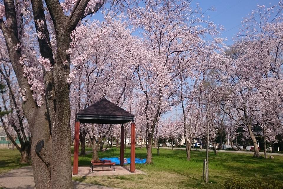 写真：桜の森公園