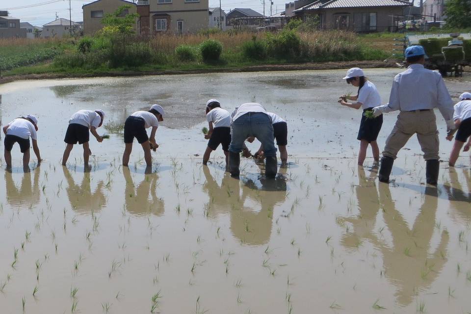 写真：稲を植えてる様子