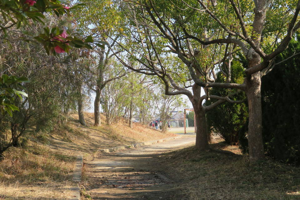 写真：学校周辺の樹木