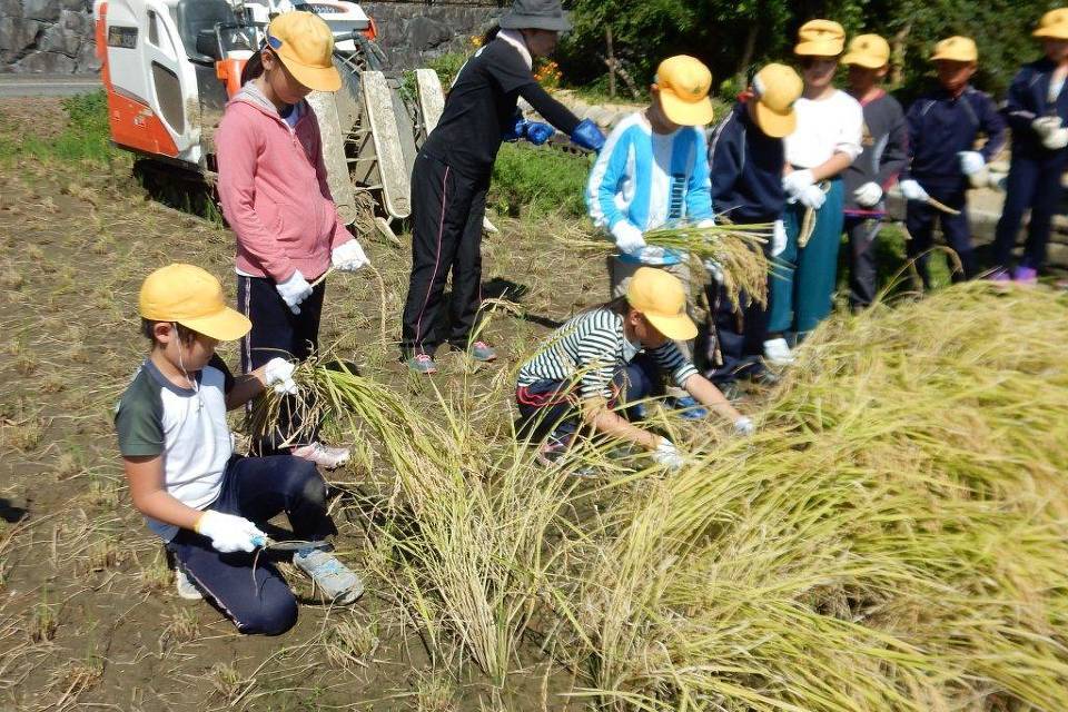 写真：稲刈りの様子