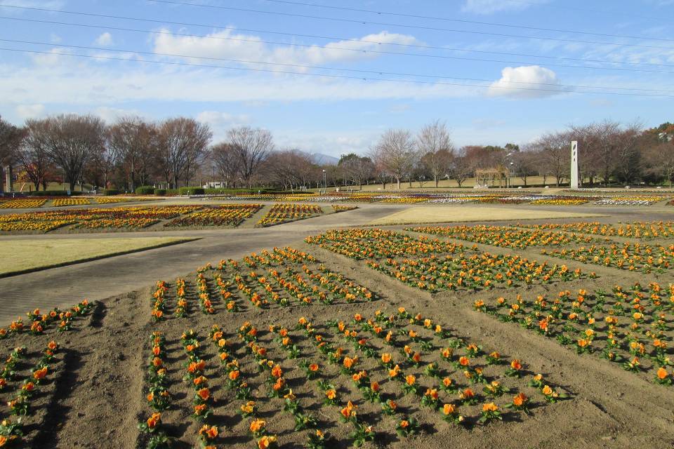 写真：花の丘