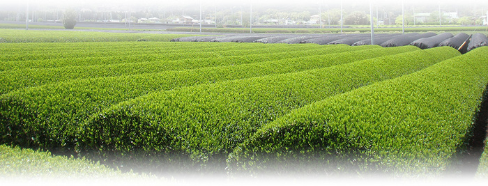 写真：茶畑